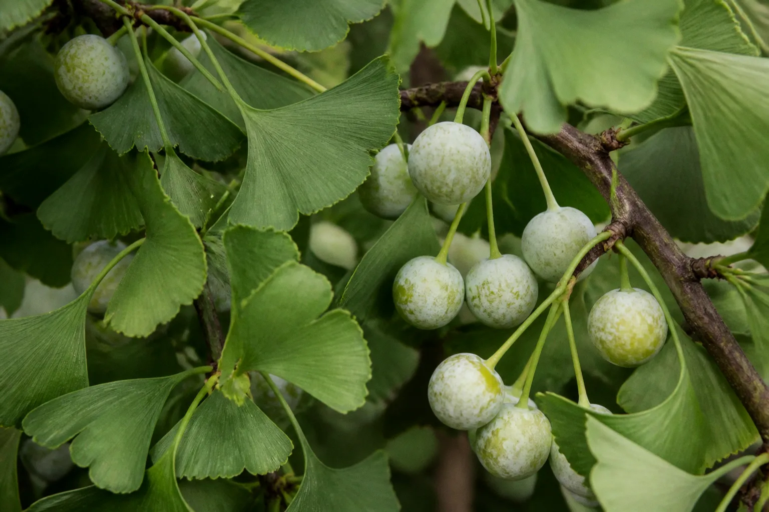 Ginkgo biloba et mémoire : au-delà du marketing, la chimie de la concentration